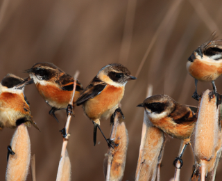 seo danışmanlığı
