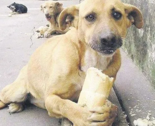 Güney Kore’de köpek eti yemek yasaklandı