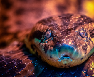 Bilim insanları yeni dev anakonda türü keşfetti: Dünyanın en büyüğü!