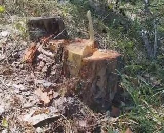 Karasu, Karalar Köyü’nde Kesilen Ağaçları TBMM gündemine taşıdı