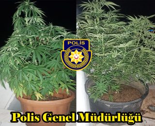 Doğanköy’de saksıda hintkeneviri yetiştiren 2 kişi tutuklandı