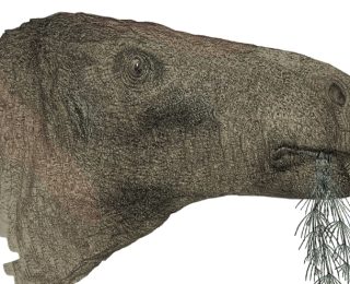 İngiltere’de yeni bir dinozor türüne ait fosil bulundu