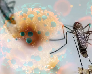 ‘Oropouche virüsü’ Avrupa’ya sıçradı: Aşısı yok, tedavisi belirsiz